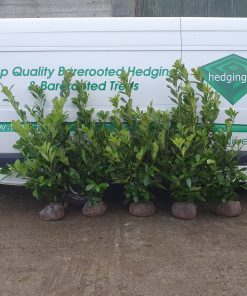 Alternative view of Potted Laurel Hedges