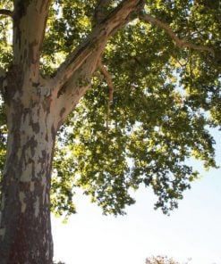 Sycamore Trees (Acer Psuedeplatanus)