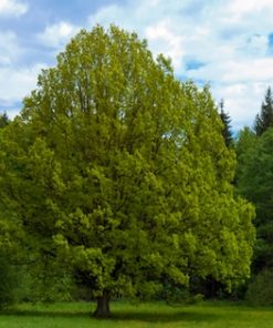 Lime Trees