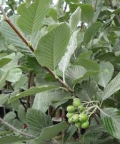 Alternative view of Whitebeam Trees (Sorbus Aria Lutescens)