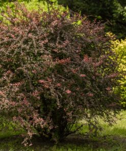 Small red berberis bush