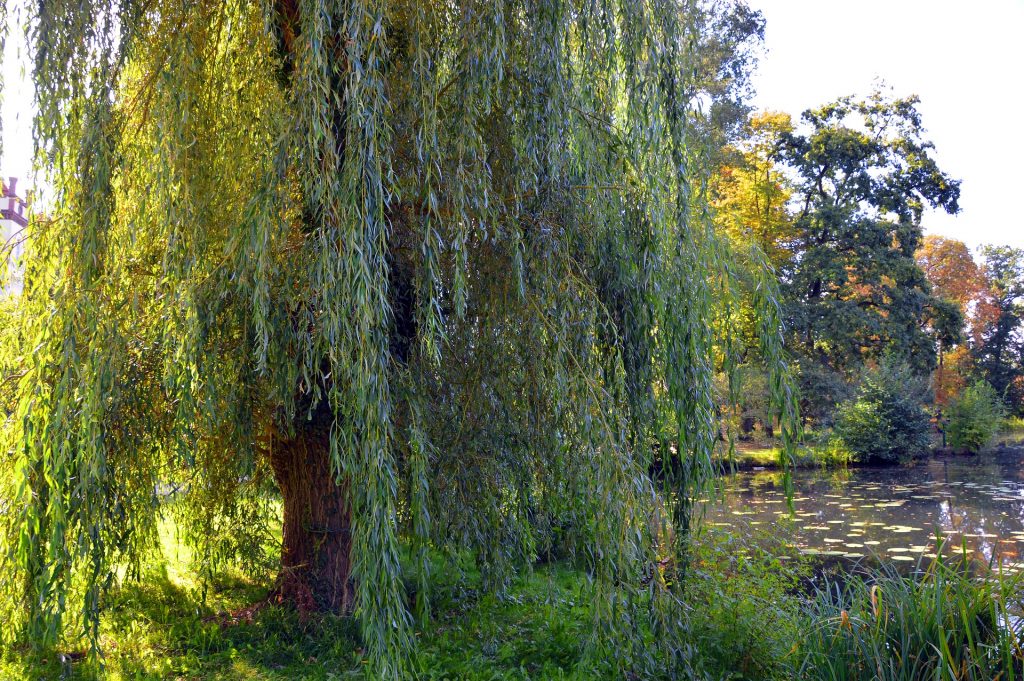 Willow (Salix)