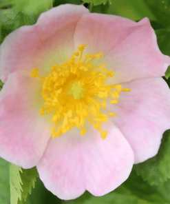 dog rose hedging
