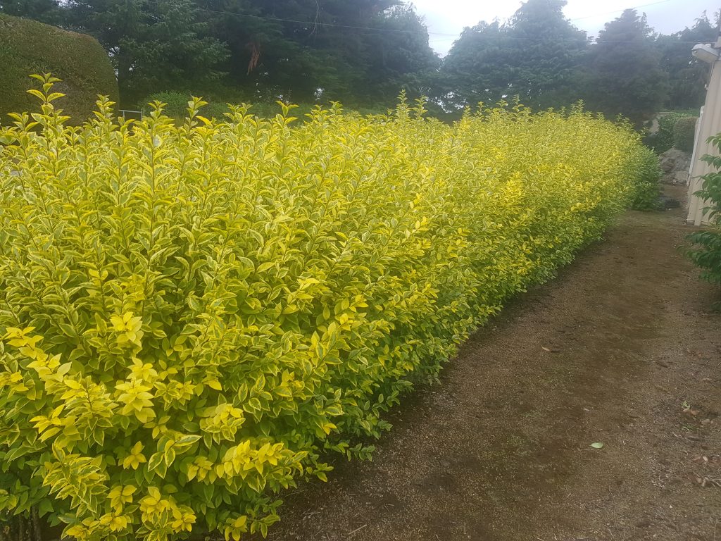 Golden Privet Hedges - Image 4