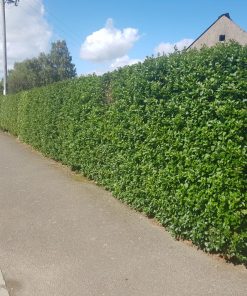Green Privet Hedges (Ligustrum Ovalifolium)
