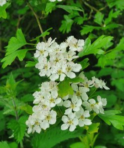 whitethorn hedging 2