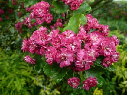 Paul’s Scarlet Tree (Crataegus “Pauls Scarlet”)