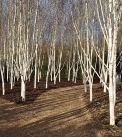 Himalayan Birch (Betula “Jacquemontii”)