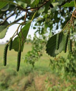 Alternative view of Alder Trees (Alnus Glutinosa)