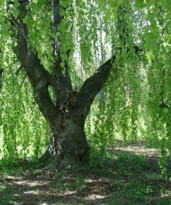Weeping Birch Trees (Betula Pendula Youngii)