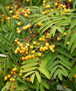 Alternative view of Mountain Ash - Yellow Berry (Sorbus Aucuparia “Joseph Rock”)