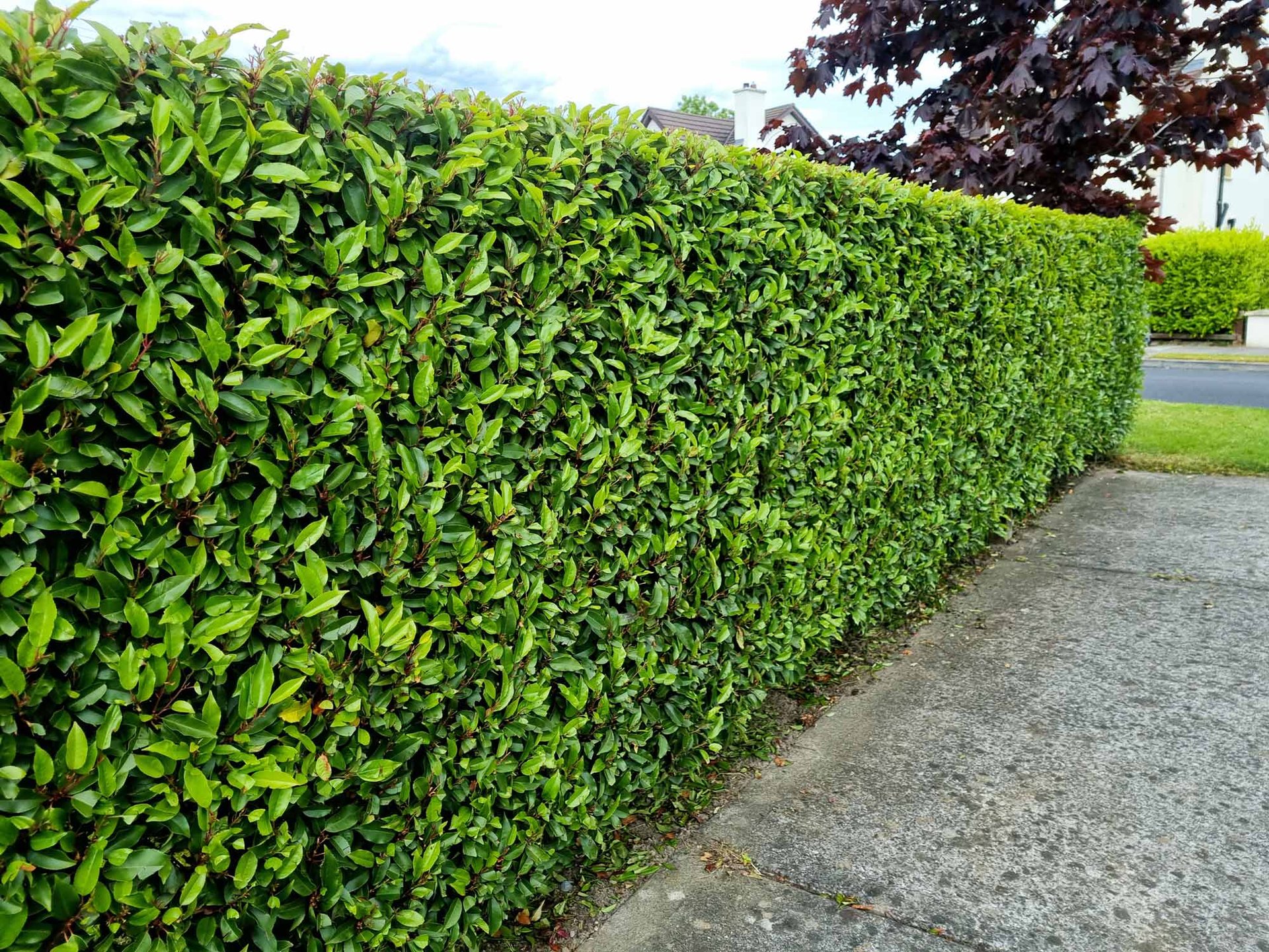 Mature Portuguese Laurel Hedges (Prunus Lusitanica Angustofolia)
