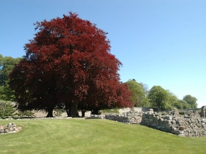 Copper Beech Trees (Fagus Sylvatica  Purpurea) - Image 2