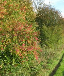 Alternative view of Spindle Bush (Euonymus Euroapeus)
