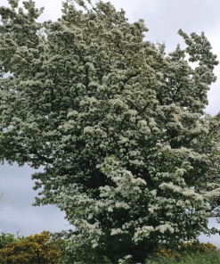 whitethorn hedging