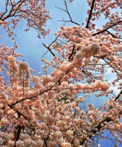 Alternative view of Pink Flowering Cherry (Prunus "Kanzan")