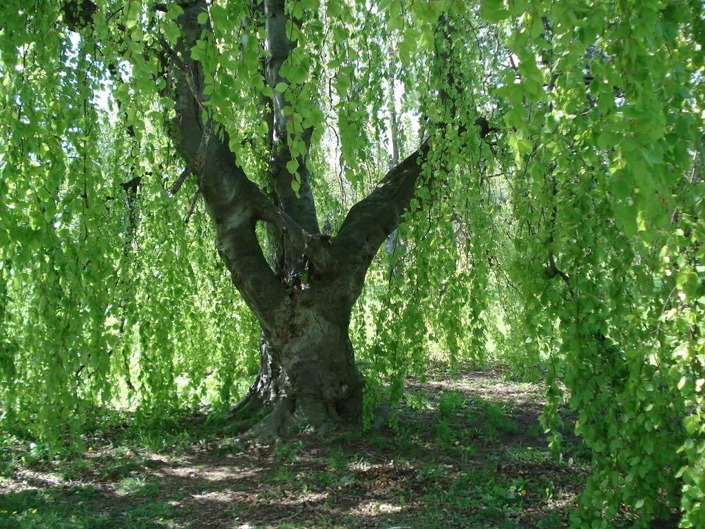 Weeping Birch Trees (Betula Pendula Youngii)