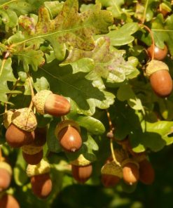 Alternative view of Oak Trees (Querqus Robur)