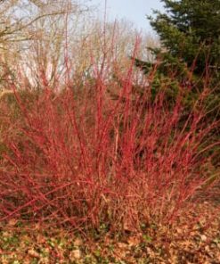 Dogwood Hedges