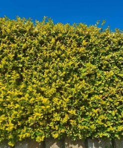 Golden Privet Hedges
