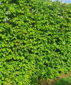 Alternative view of Hornbeam Hedges
