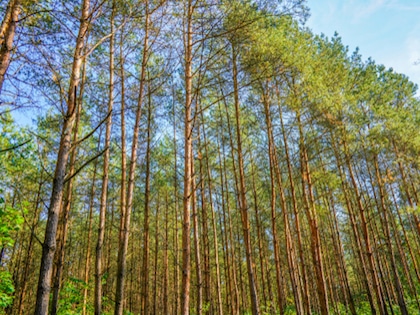 Alder Trees (Alnus Glutinosa)