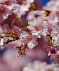 Pink Flowering Cherry (Prunus "Kanzan")
