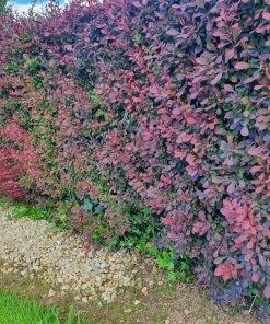 Berberis Hedges