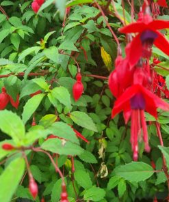 fuchsia 2