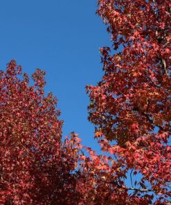 Maple (Acer “Crimson King”)