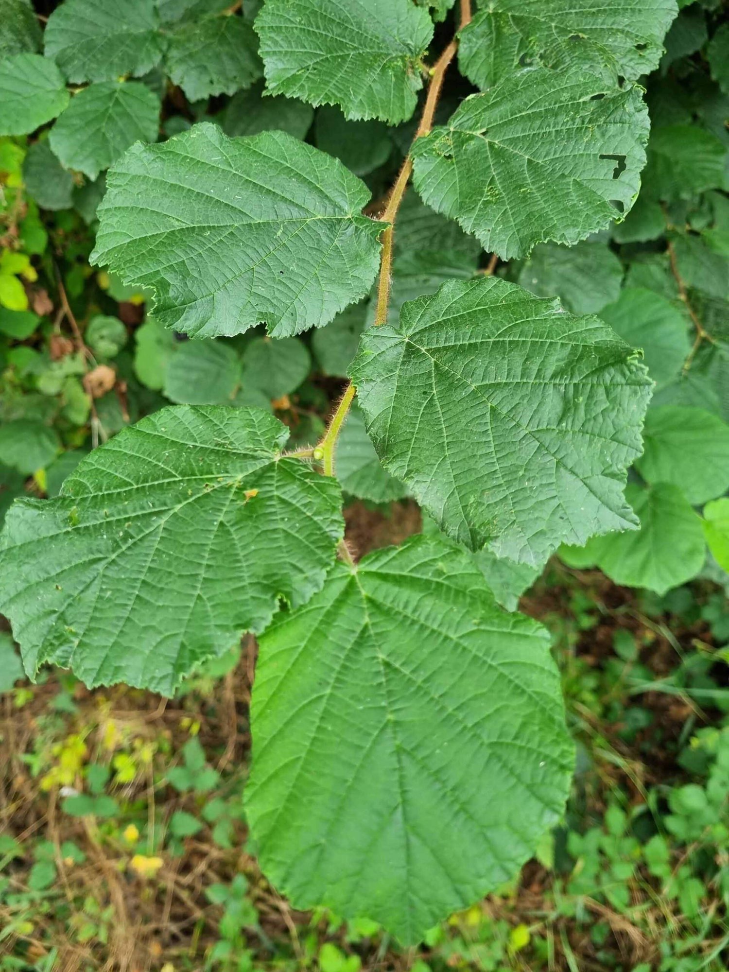 Hazel Hedge (Corylus Aveliana) - Image 3