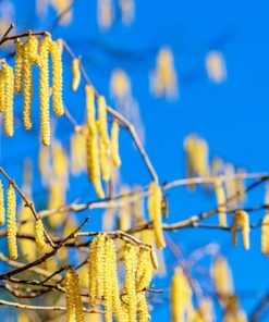Hazel Hedge (Corylus Aveliana)