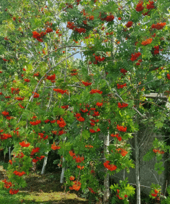 Mountain Ash Tree 2