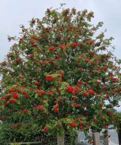 Mountain Ash Tree