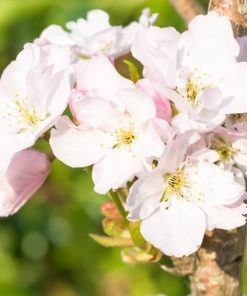 Upright Pink Cherry Trees (Prunus Amanagowa)