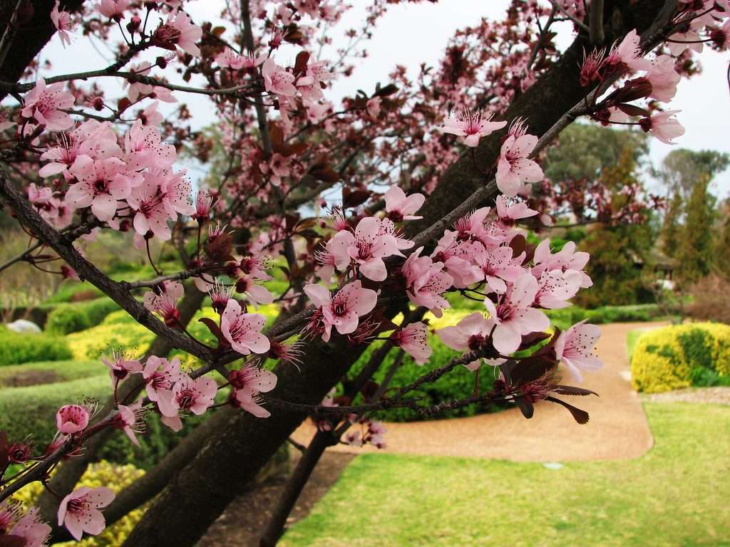 Purple Leafed Plum (Prunus “Nigra”)