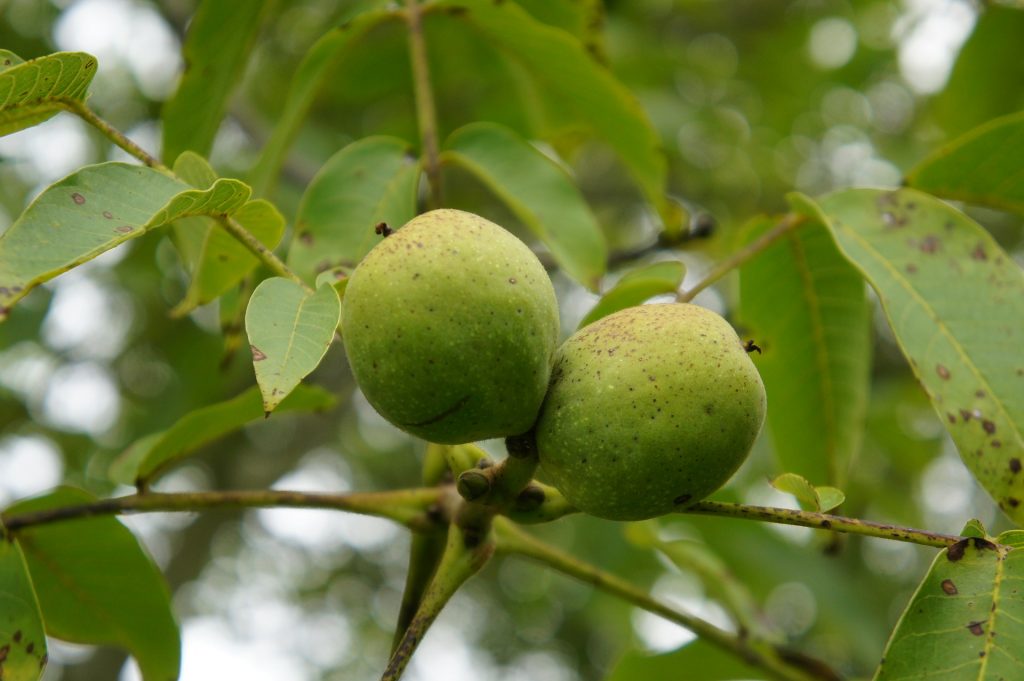 Walnut Trees (Juglans Regia) - Image 2