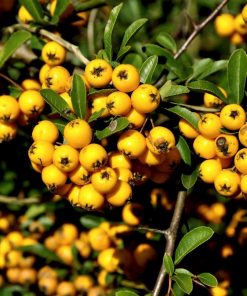 Mountain Ash - Yellow Berry (Sorbus Aucuparia “Joseph Rock”)