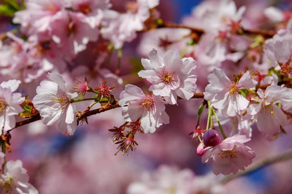 Pink Flowering Cherry (Prunus "Kanzan")