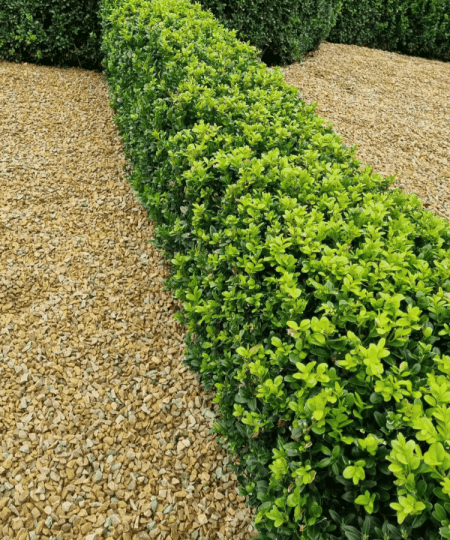 box hedging 1