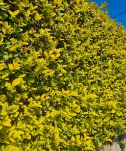 Alternative view of Golden Privet Hedges