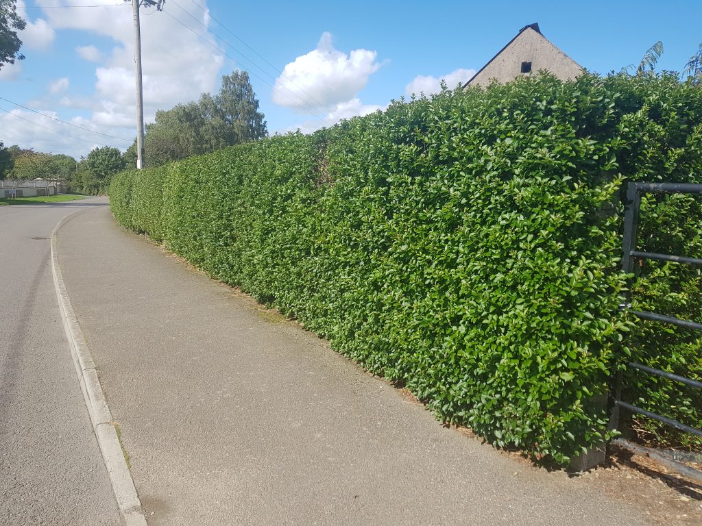 Green Privet Hedges (Ligustrum Ovalifolium)