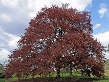 Copper Beech Trees (Fagus Sylvatica  Purpurea)
