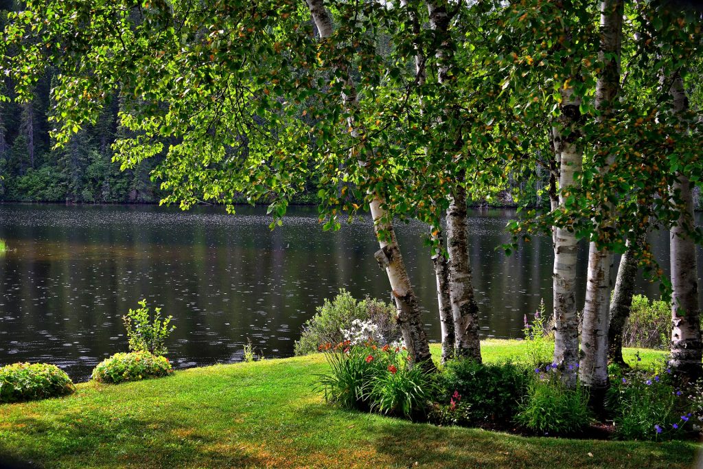 Birch Trees (Betula Pendula)