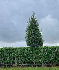 Alternative view of Upright Hornbeam Tree (Carpinus Betulus Fastigiata)