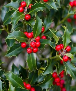 Holly Hedges (Ilex Aquifolium)