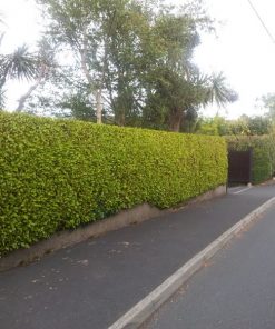 Mature Griselenia Hedges (Griselinia Littoralis)