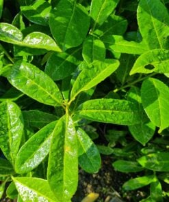 Alternative view of Mature Common Laurel Hedges (Prunus Rotunifolia)