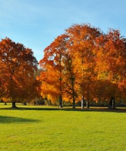 Beech Trees (Fagus Sylvatica)