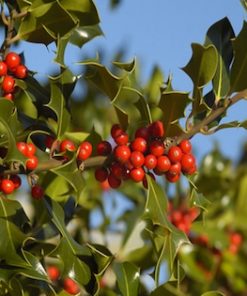 Alternative view of Holly Hedges (Ilex Aquifolium)